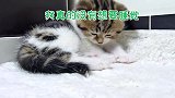 还有什么比猫咪更可爱的生物？如果有，就是小奶猫！