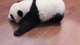 熊团子学习走路，场面萌翻了，接下来忍住别笑