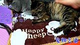 新来的小流浪猫粘上胖公猫，听到猫主人表扬，两只猫的眼神太逗了