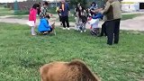 刷到我的老铁们，猜猜这是什么动物？呵呵