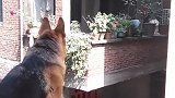 狗子：小花有空到我家来玩呀！