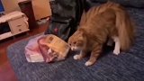 橘猫：铲屎官吓得我肌肉抖动，快拖出去斩了