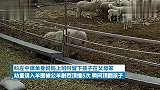 小男孩误入羊圈遭公羊袭击，5次顶翻在地被吓惊恐哭叫，看着都疼