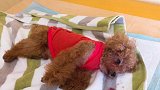 福建一小区9只狗接连死亡 疑似投毒已立案
