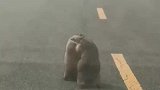 车主在公路拍到土拨鼠掐架，又呆又萌好像跳探戈