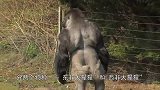 刚果大猩猩霸道总裁上身，揽饲养员熊抱，手拉着手散步
