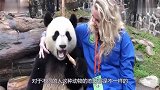 原来熊猫也会看脸，和其他游客合影很冷漠，美女一出现立马变脸