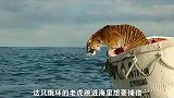 饿坏的老虎跳进海里捕猎，男人刚笑出声，老虎就朝着他游了过来