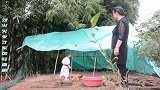 两岁小孩给外婆演示如何偷鸡，结果外婆被忽悠了还没反应过来