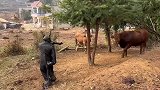 这是个什么东西？