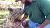 假装摔倒的大熊：铲屎的，快把我拉起来