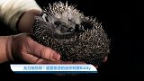 【宠物星球】无力抵抗啊！超爱旅游的迷你刺猬Biddy