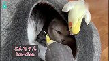 神烦鹦鹉骚扰还没睡醒的小猫咪，这胆子也太大了