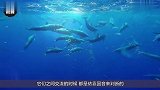 海豚为什么喜欢亲近人类原来在海豚眼中，人类长这个样子