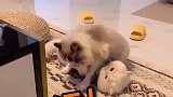 爆笑合集：快看，那里有只猫会飞檐走壁