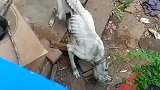 一个月后回来一看狗子，瘦成皮包骨头