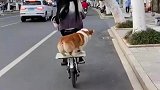 小姐姐花式遛狗，狗狗在后座如履平地