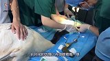 老虎连续5天不肯进食，医生剖开肚子后，取出一个“异物”！