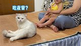 这是所谓的三个女人一台戏？动物图鉴