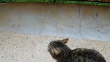 门外来了一只流浪猫讨食吃,不给就喵喵叫,怎么办啊