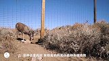 世界上最任性的小鹿，四年不肯割鹿茸