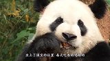 大熊猫拿孔雀羽毛剔牙，还跟奶妈炫耀，奶妈惊了：你把它咋地啦？