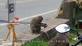 游客在景区不断扔食物，大圣吃成猪，现在连走路都艰难！