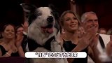 狗狗“梅西”现身奥斯卡颁奖典礼，在台下为小唐尼鼓掌，此前因人气高被举报
