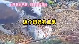 这老鹰是得了产后抑郁症吗？抓回来的鱼，差点把小鹰拍死！