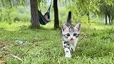 就是小猪而已的视频