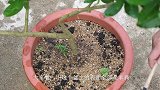 家养柠檬树，施肥建议用这种“有机肥”助生长，提高挂果率