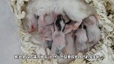 为什么有时候仓鼠妈妈会狠心吃掉自己孩子？原来这都是有苦衷的