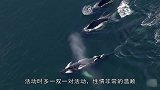 几人正在划船，结果遇到座头鲸集体张嘴，吓惨了1