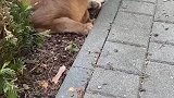 狞猫脾气很大，橘猫差点被吵醒