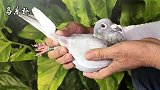 信鸽鉴赏：1000元引进的种鸽，银色鸽，这种异色鸽你见过吗？