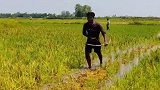 田间地头走一走，意外收获就到手