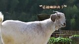 黄磊用三个战术赶羊全都不奏效，生气信不信把你给炖了！