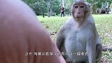 猴子在游客的引诱下，喝了三罐啤酒，不停翻看空瓶再给我拿酒来