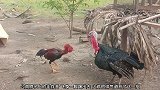 公鸡和火鸡吵架了，一言不合就打起来，都是用脚踢对方