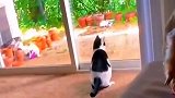 本能反应！猫咪看到老鼠飞奔而出，结果却一头撞上玻璃门