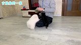 主人同时养博美犬和约夏克犬，这场面太温馨了