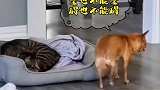 套用鲁迅的名言打断你的腿，再给你一副拐杖