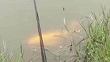 大鱼从钓友鱼竿下悠闲游走