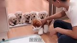 小狗狗在家乱尿，看主人乱揍乱尿玩具狗后，接下来场面太好笑了