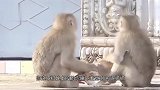猫：放开我，你们这是强制客户消费，我要投诉你们