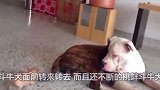 奇瓦瓦狗正面挑衅斗牛犬，不过实力强大的斗牛犬只是看它表演而已