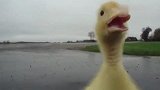 被一只小鸭子狂追是什么感觉