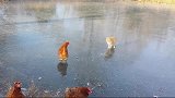 猫咪和一群鸡在结冰的湖面上相遇，准备一决胜负，接下来画风突变