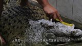 主人对着蜥蜴叫喊，小家伙半天回过神，摇头晃脑就过来了