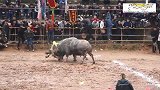 斗牛：贵州斗牛全村一起花13万买来水牛，首战就把对手抠起了